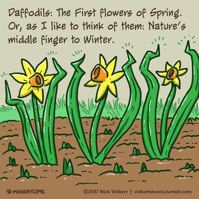 A group of daffodils flips the bird at Winter. - Part 1
