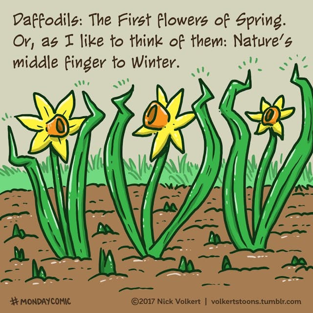 A group of daffodils flips the bird at Winter.