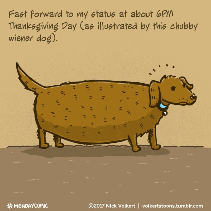 A wiener dog is uncomfortable after eating too much food.