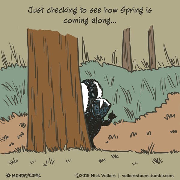 A skunk gives the viewer the finger.