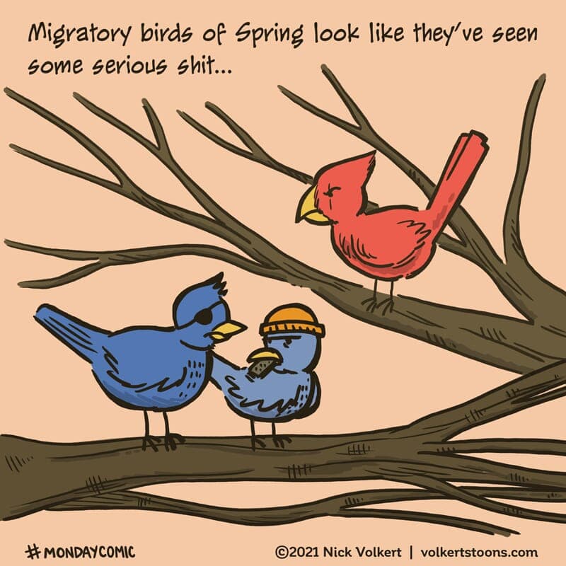 A group of tough looking birds congregate in a tree. - Part 1