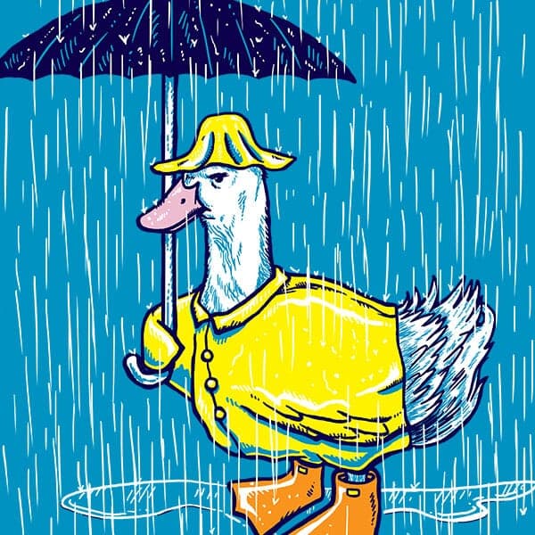 An annoyed duck dressed in a raincoat and umbrellas avoiding the rain.