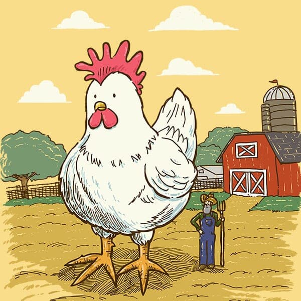 Whole Lotta Chicken | Nick Volkert An extremely large chicken stands oblivious to its much smaller farmer owner.
